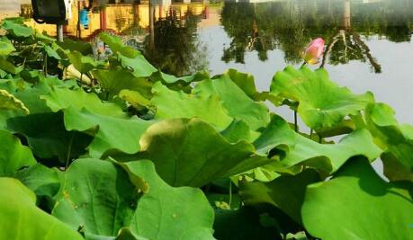 專業的園林公司帶你(nǐ)了解什麽是園林景觀設計?