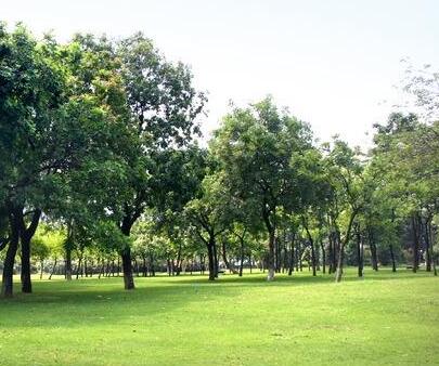 園林（lín）公司帶您了解（jiě）公園綠化設計相（xiàng）關知識（shí）