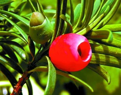 園林綠化（huà）公司