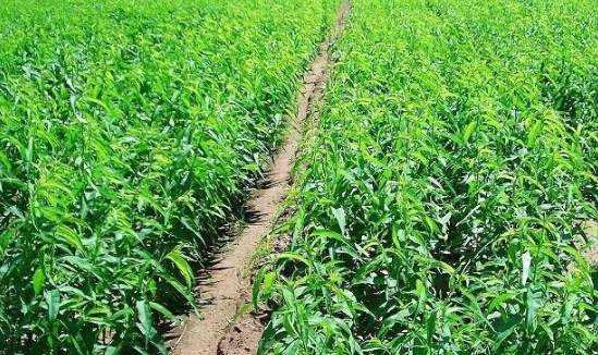 北京綠化(huà)公司