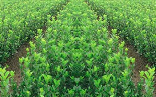 農藥施用期間（jiān），如（rú）何保（bǎo）證苗木正常生長？