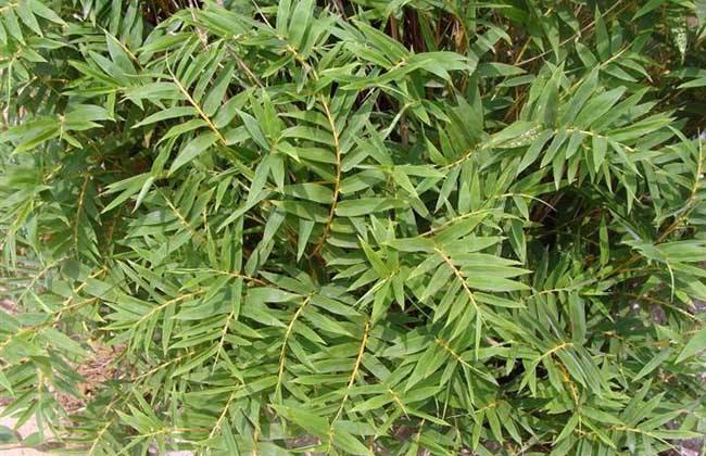 園林綠化公（gōng）司