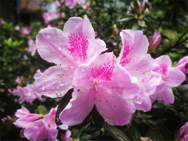 綠化工程(chéng)中紫花杜鵑樹苗如(rú)何(hé)種植?