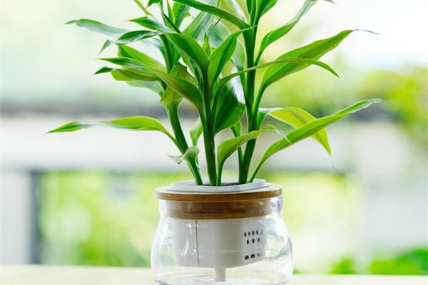 綠化工程認為（wéi）適合室內養護的觀賞竹