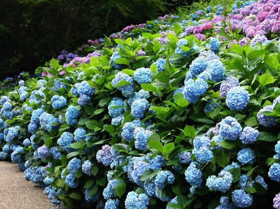 景觀工程繡（xiù）球花怎麽養護和修剪