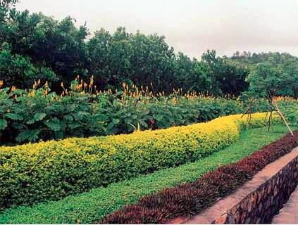 苗木反季節栽植,施工要點要知道 |園林(lín)綠化(huà)公司