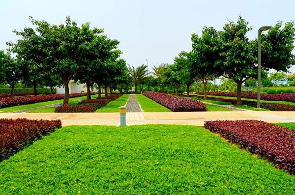 夏季苗（miáo）木移植方法來了-園林綠化養護