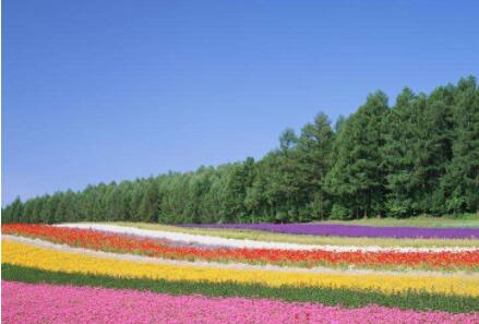 園林公司為（wéi）您講述如何讓花卉安全度過炎（yán）熱的夏天