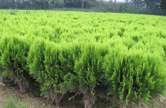 園林綠化苗木品種該如（rú）何選擇？