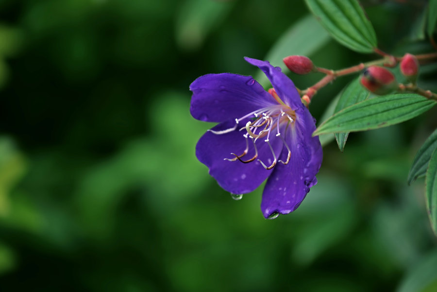 綠化工程：怎樣才能在北方養好南方花卉
