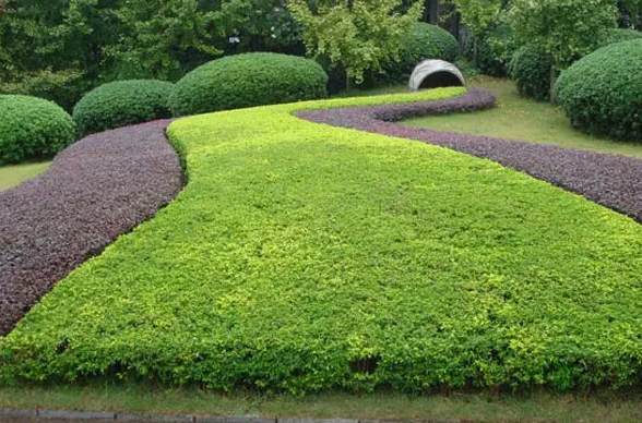 園林（lín）綠化種植五大技巧  