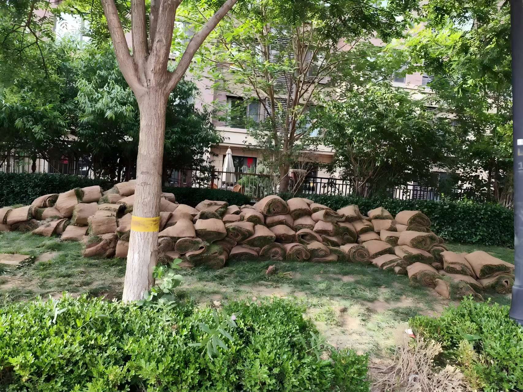 天津綠化養護之某小區鹽堿地（dì）治理方案